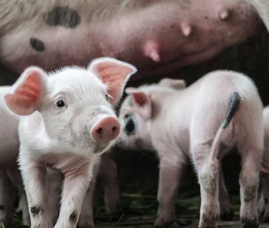 Benessere animale, bando a sostegno degli allevatori che si impegnano a migliorare le condizioni di ovini, bovini, suini ed equidi