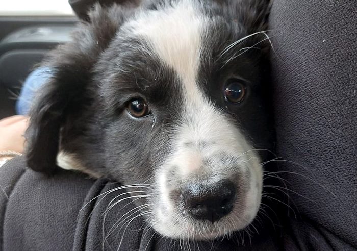 "Sembrava più carina in foto": rifiutano la cagnolina Sasha che è costretta a tornare in canile
