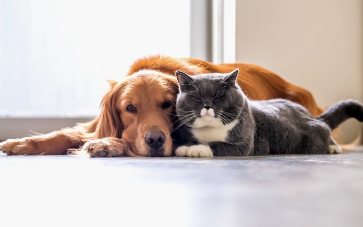 Arriva il Bonus animali domestici: sostegno per le spese veterinarie