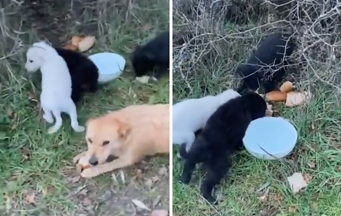 Una cagnolina e i suoi sei cuccioli scaricati e abbandonati nelle campagne di Cese (video)