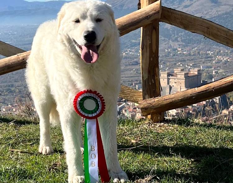 Soddisfazione per l'allevatore celanese Gianluca Curti, il suo cane da pastore Diana è campionessa italiana di bellezza