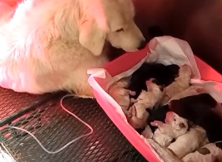 Parto record per Hope, una randagia marsicana: mette al mondo 17 cuccioli (video)