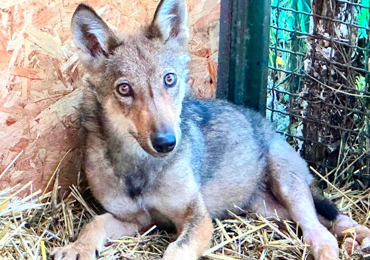 È tornato libero sul Monte Morrone il giovane lupo curato presso Clinica Veterinaria del Parco Nazionale della Maiella (video)