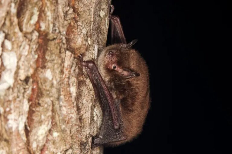 Nuovo studio rileva le anomalie dell'emergenza climatica sui pipistrelli del Parco Nazionale d'Abruzzo, Lazio e Molise