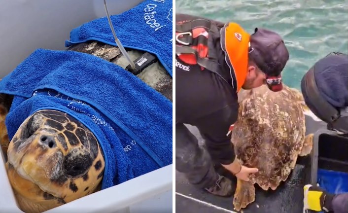 Tornano libere, nel mare d'Abruzzo, 4 tartarughe curate dopo catture accidentali (video)