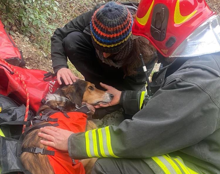 Il cane Arturo salvato dai Vigili del Fuoco dopo esser scivolato lungo una parete rocciosa