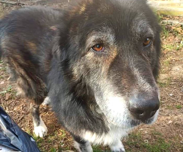Il suo proprietario è stato trovato senza vita in casa e il cane Zorro è rimasto solo: ha bisogno di un'adozione del cuore