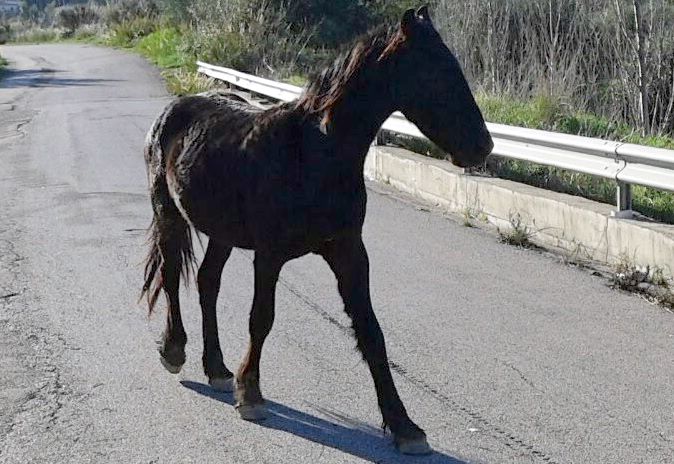 Bovini ed equini liberi per le strade, il Sindaco di Bisegna vieta il pascolo vagante e obbliga i proprietari a un'adeguata custodia