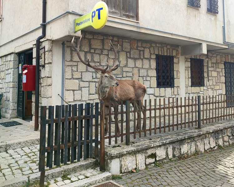 Un cervo all'ufficio postale: in Abruzzo accade anche questo