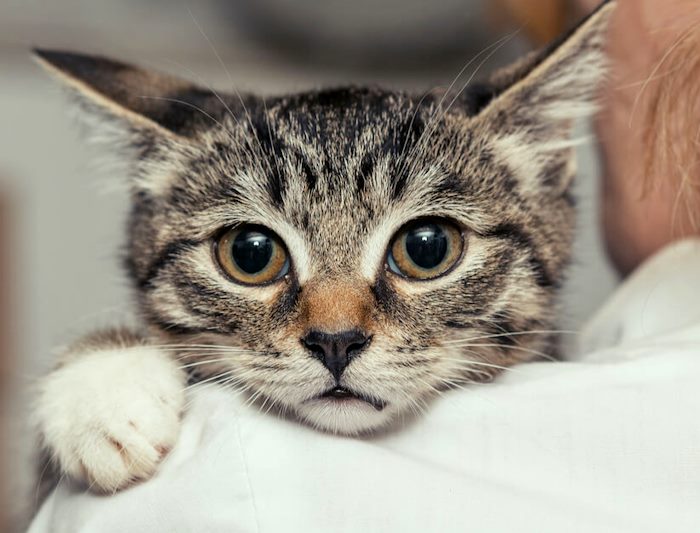 Lotta al randagismo, Volontari Abruzzesi Animali e Ambiente: "Il microchip diventi obbligatorio in Abruzzo anche per i gatti"