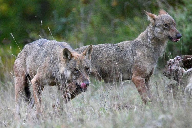 Il 15-20% dei lupi viene ucciso illegalmente, nel Parco del Gran Sasso censiti tra i 13 e i 15 nuclei riproduttivi
