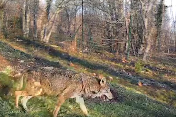 Guarito il lupo traumatizzato dopo un incidente stradale, ora è tornato sulle sue montagne (video)