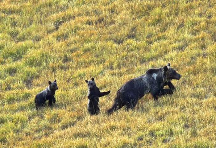 Femmine e cuccioli di Orso bruno marsicano, PNALM: "Plausibile sia stato raggiunto il numero massimo di orsi che il Parco può ospitare"