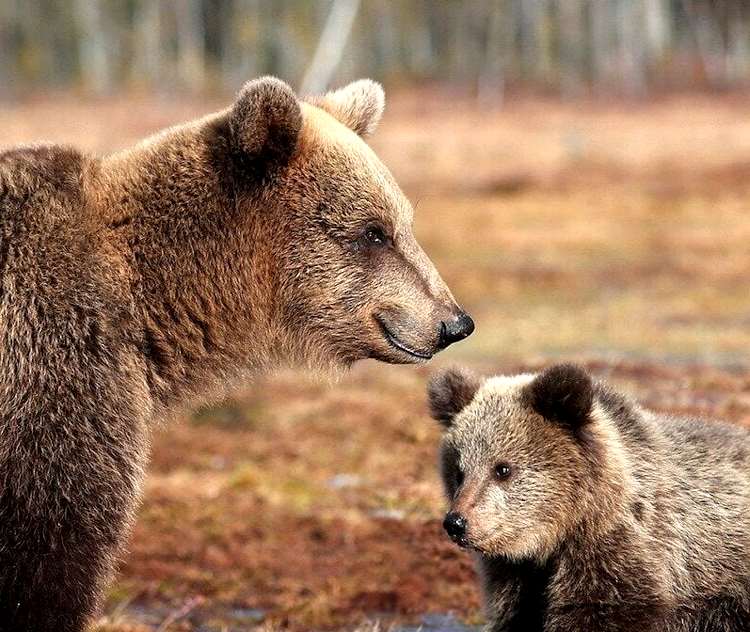 Uomini e orsi, LNDC: "Il Trentino deve imparare molto dall'Abruzzo in tema di rispetto per gli animali selvatici"