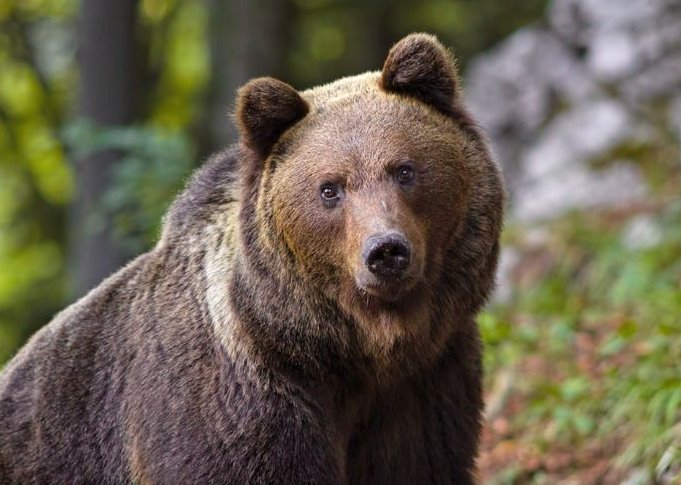 Abbattuto l'orso M90 Sonny, LNDC: "Abbiamo perso un'altra vita preziosa e innocente"