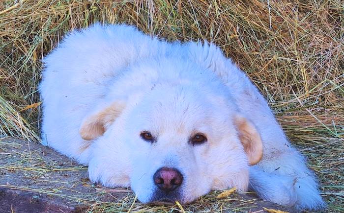 Rewilding Apennines consegna cartelli "Cani da protezione bestiame" a un allevamento che ha 12 cani da guardiania
