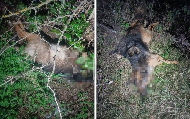 Trovati i corpi senza vita di due cani, una cittadina: "Sentiti degli spari"