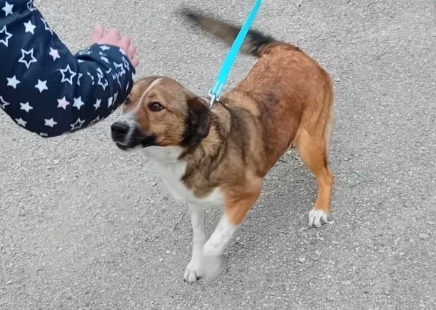 La cagnolina Thelma dal canile di Sante Marie a una scuola di Belluno per parlare di lotta al randagismo e rispetto degli animali