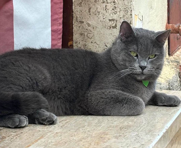 Il gatto Baloo scomparso a San Benedetto dei Marsi, i proprietari: "Per favore aiutateci a ritrovarlo, offriamo una ricompensa"