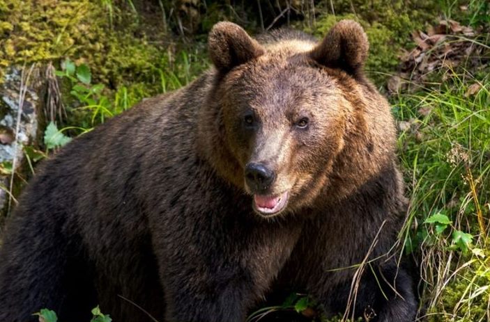 Abbattimento di 8 orsi all'anno, gli animalisti si rivolgono al Governo per bloccare la legge voluta da Fugatti