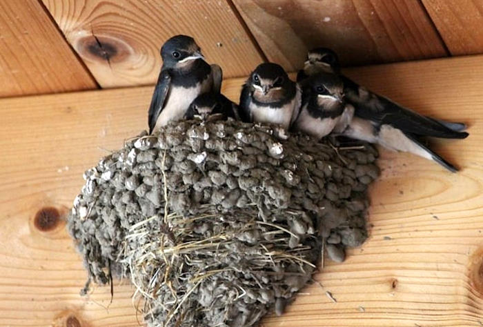 Il ritorno di rondini, balestrucci e rondoni, WWF: "È vietato distruggere i nidi"