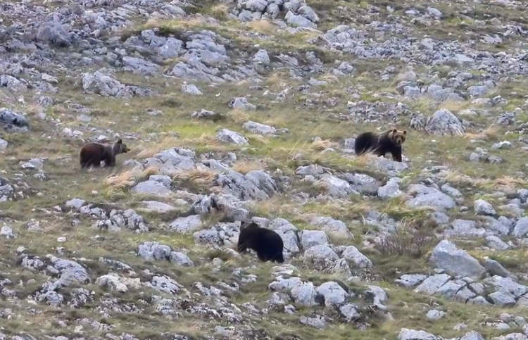 Tre orsi nella stagione degli amori: ancora uno straordinario video di Pietro Santucci