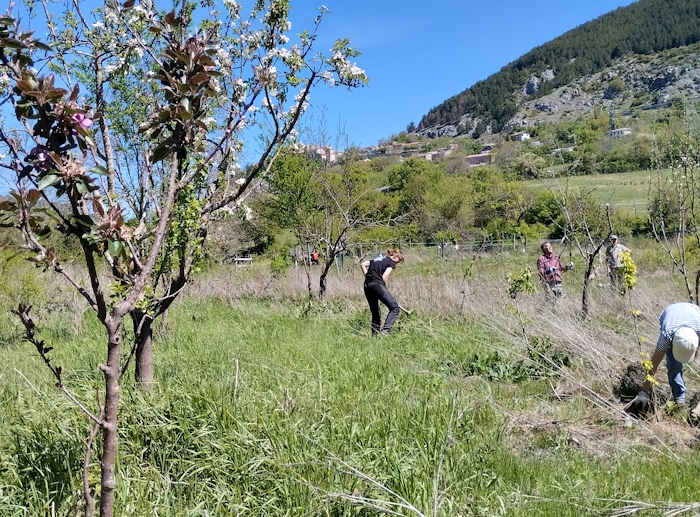 Piantati 25 nuovi alberi da frutta per aiutare gli orsi bruni marsicani