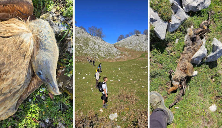Trovate le carcasse di tre grifoni e una volpe, Rewilding Apennines: "Probabili nuovi casi di avvelenamento in Appennino"