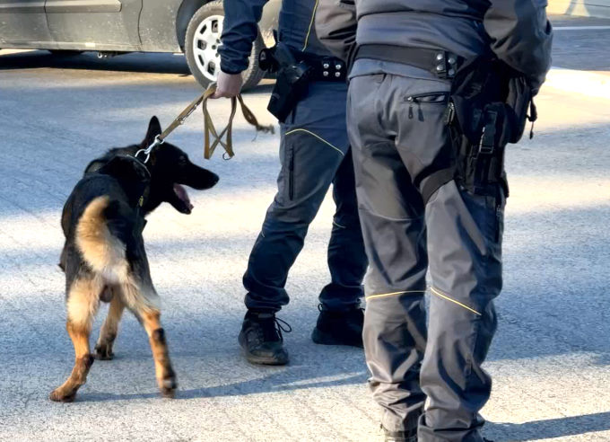 Il cane antidroga Ghiom della Guardia di Finanza permette l'arresto di un ventenne