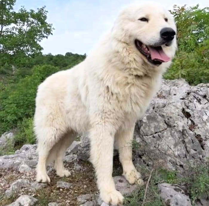 Il cane Alvomano è il pastore maremmano abruzzese più bello d'Italia, il suo allevatore è di San Benedetto dei Marsi