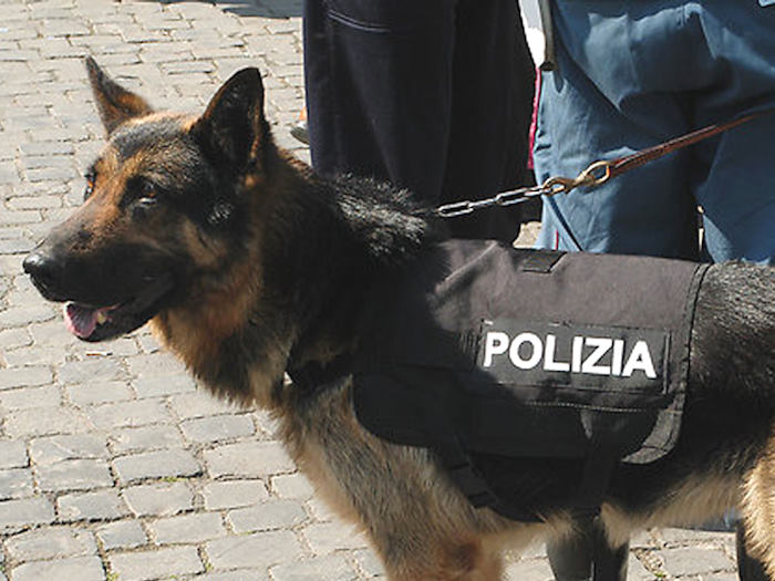 Il fiuto del cane antidroga Imperator ha consentito l'arresto di un uomo in possesso di sostanze stupefacenti
