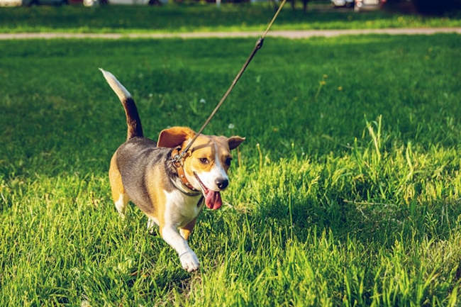 Vietato introdurre cani e altri animali nei giardini pubblici, nell'area fitness e nel campetto di Carsoli