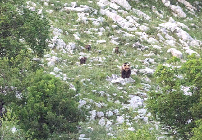 "Quando sei in natura muoviti con rispetto", vademecum del PNALM per gli escursionisti che visitano le terre degli orsi