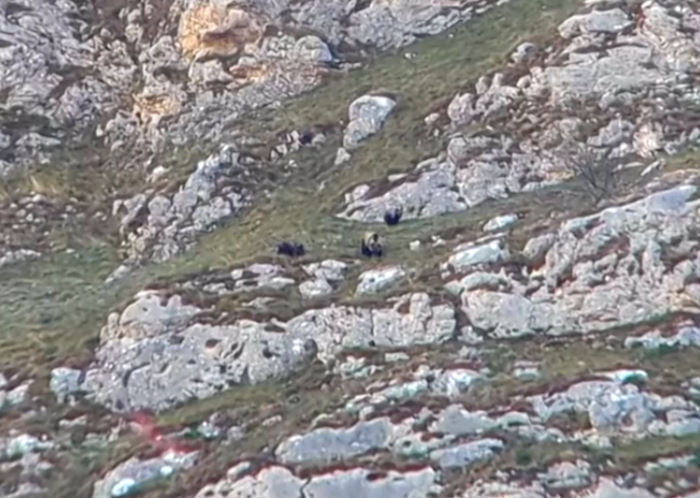 Gli orsacchiotti della Riserva Monte Genzana hanno superato l'inverno e mangiano insieme alla mamma (video)