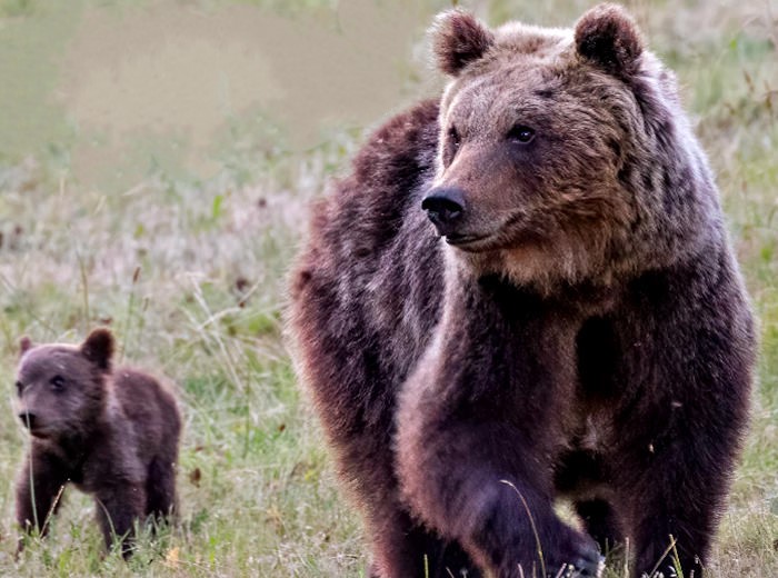 L'orso bruno marsicano rischia l'estinzione, al via la campagna Orso 2x50 del WWF Italia
