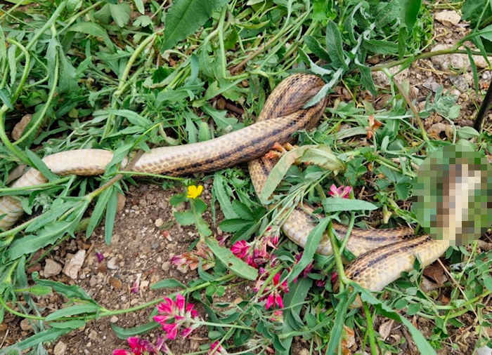 Serpente cervone ucciso nel giardino del Parco Nazionale della Maiella: "Oltre a essere un reato denota carenza di conoscenza"