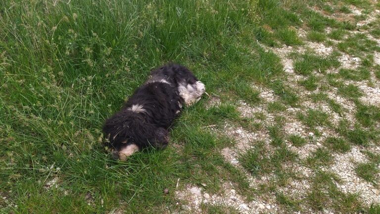 Il Sindaco Di Natale trova per strada un cagnolino abbandonato e in pessime condizioni fisiche
