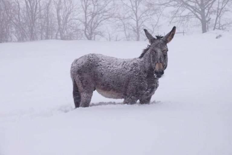 Allevamento isolato a causa della neve: 50 animali rischiano di rimanere senza cibo|