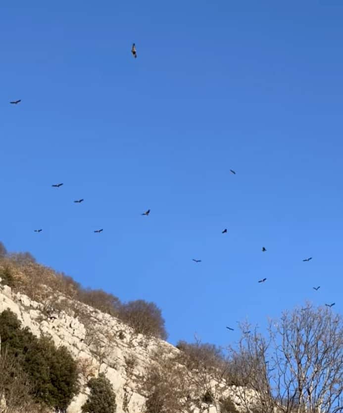Lo spettacolo di uno stormo di grifoni in volo tra Petrella Liri e Castellafiume