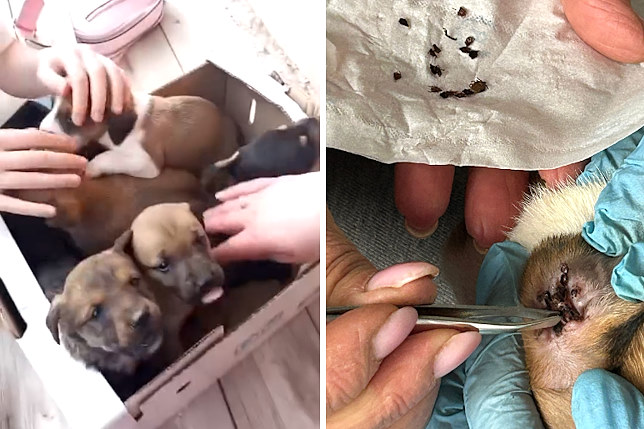 Cinque cagnolini abbandonati in aperta campagna: sono piccolissimi e pieni di parassiti