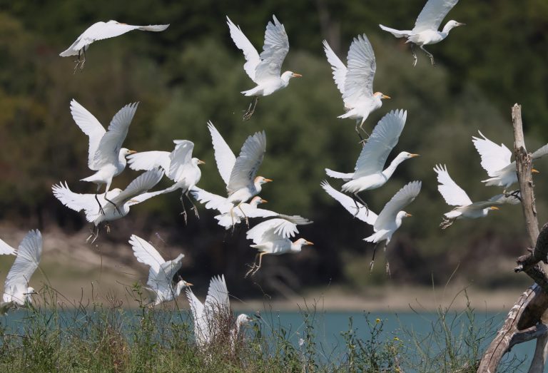 Aironi guardabuoi adulti sul lago di Penne (foto R. Mazzagatti)