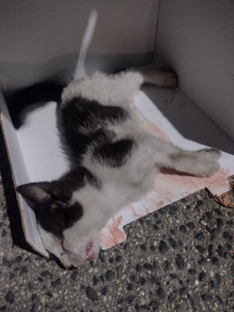Automobile a tutta velocità falcia un gattino su via Mazzini ad Avezzano e fugge