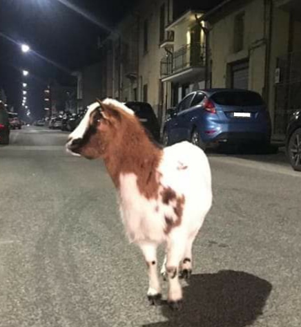 Capretta a spasso per le strade di Avezzano