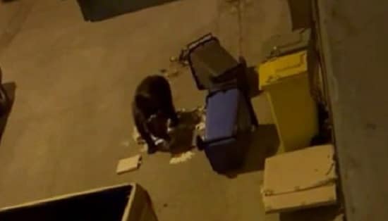 JUAN CARRUTO cassonetti rifiuti|