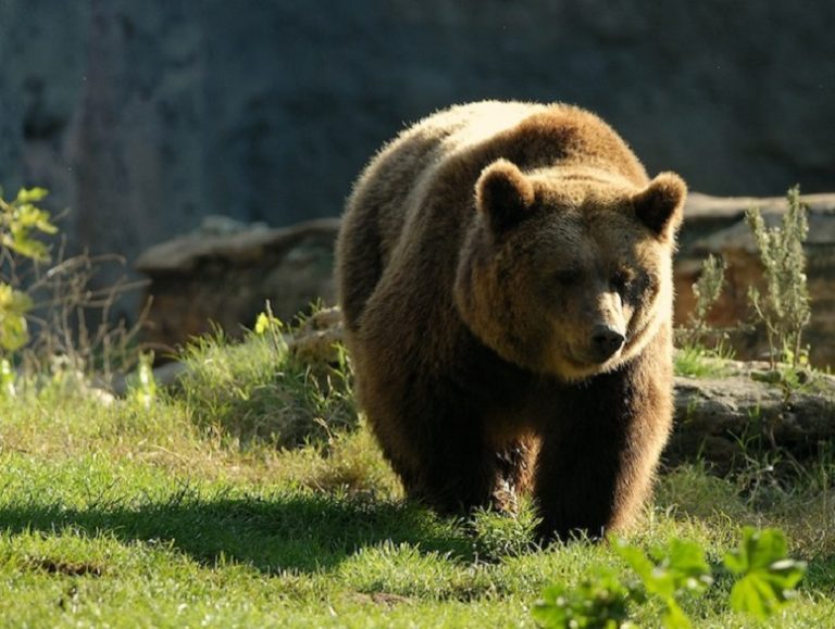 Il documentario "Terre dell'Orso" selezionato al Nature Without Borders International Film Festival e al San Francisco Film Festival|