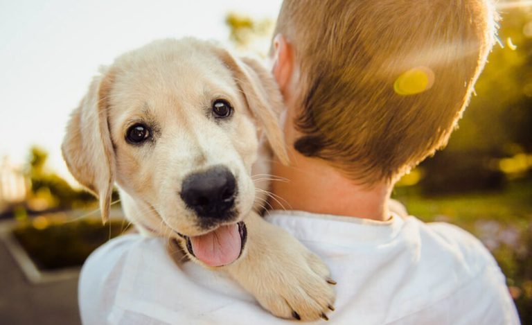 Randagismo in provincia dell'Aquila: meno cani nei ricoveri