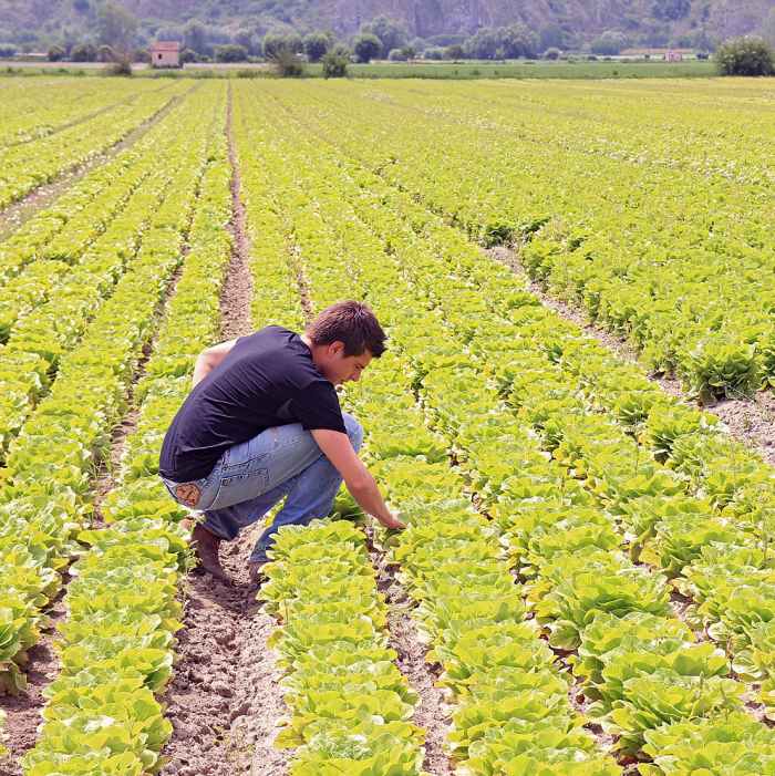Sostegno finanziario ai giovani imprenditori agricoli
