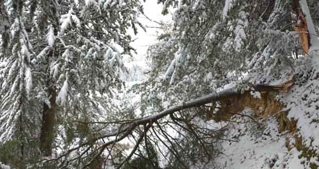 Alberi divelti o spezzati dal maltempo