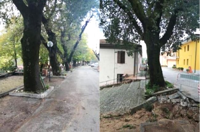 Alberi pericolanti a San Vincenzo Valle Roveto