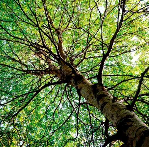 Chiuso il cimitero vecchio di Meta a seguito della presenza di alberi pericolanti